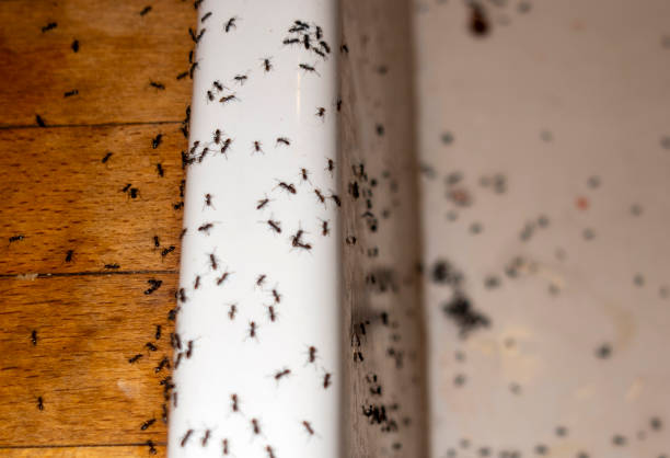 Best Affordable Pest Control Services  in Poteau, OK