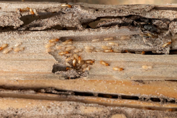 Best Pest Control Near Me  in Poteau, OK