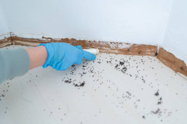 Best Local Pest Control Services  in Poteau, OK